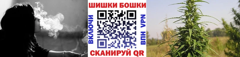 купить Бавлы Бошки Шишки семена